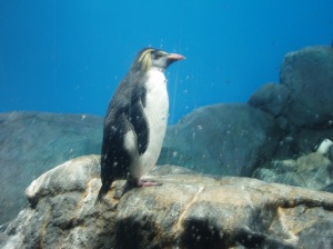 Haha never thought i can see real penguin here!